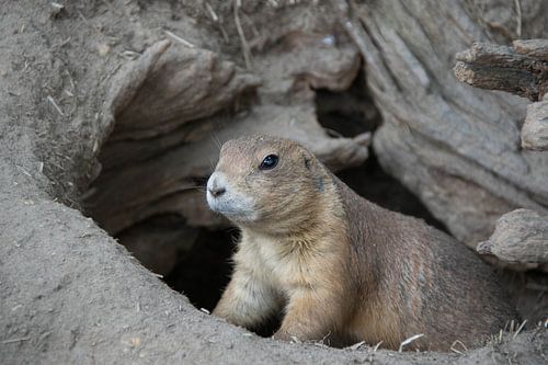 Chien de prairie curieux