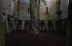 Alte eibe in Muckross Abbey