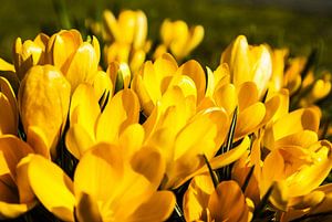 Krokusse