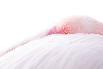 Pastell Rest - Der verborgene Blick eines Flamingos von Femke Ketelaar