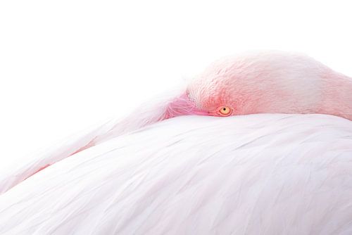 Pastelrust De Verborgen Blik van een Flamingo