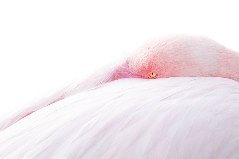 Pastelrust De Verborgen Blik van een Flamingo van Femke Ketelaar