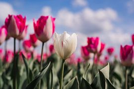 Lone white tulip by Carina || PhotographyLikeC