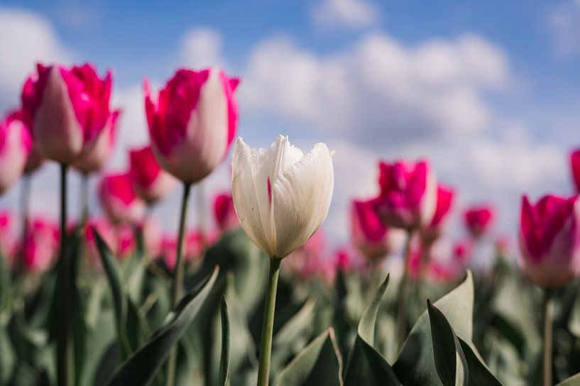 Tulipe blanche solitaire par Carina || PhotographyLikeC