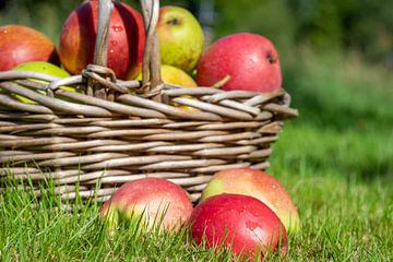 Oogsttijd in de herfst Appels met mand in een weide