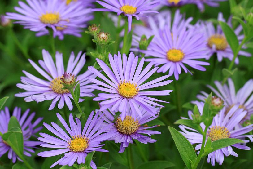 Été fleurs Aster par Jolanta Mayerberg