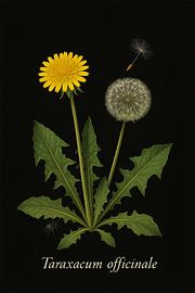 Löwenzahn in seiner ganzen Pracht - Symbol des Frühlings und des Lebens von Bert Quaedvlieg