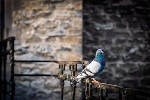Pigeon au soleil du matin