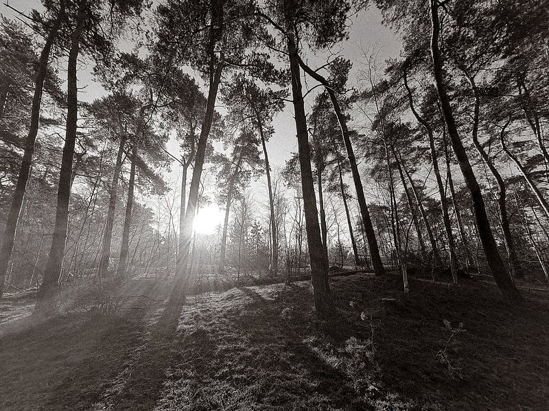 Le soleil éclaire votre journée en noir et blanc par Kirsten Bloemers