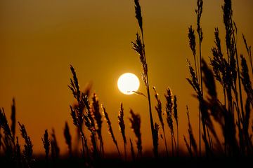 Tiges d'herbe au soleil du matin sur Jef Folkerts