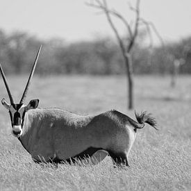 Gemsbok - Namibia by Ronald Harmsen