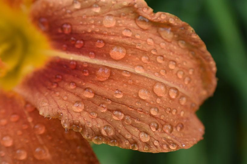 A lily in the garden by Claude Laprise