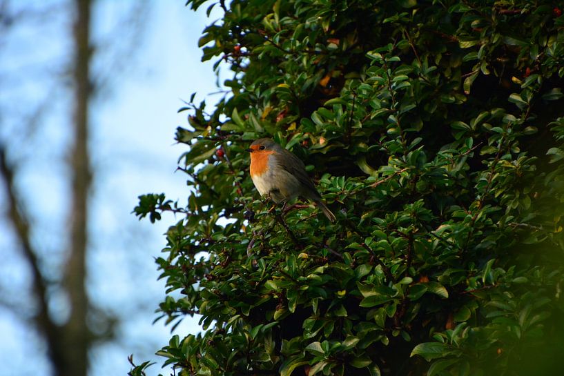 Robin enjoys the sun by Michael van Eijk