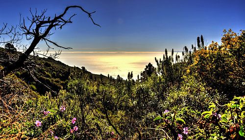 wondermooie wildgroei opTenerife met horizon in blauwe lucht