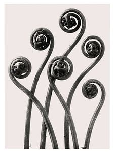 Karl Blossfeldt - Adiantum Pedatum