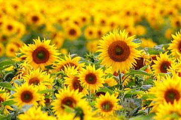 Sunflower Field by Daniela Beyer