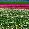 Des tulipes de Hollande sur Truckpowerr