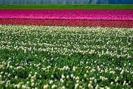 Tulips from Holland by Truckpowerr