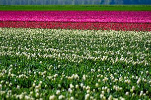 Tulpen aus Holland