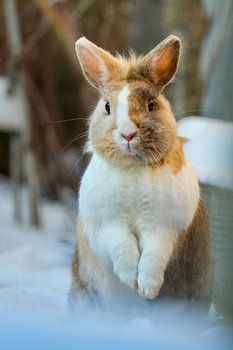 Snow hare in my own garden