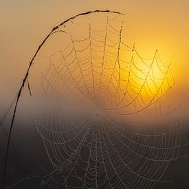 Spinnennetz bei Sonnenaufgang von Maarten Salverda