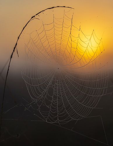 Spinnenweb bij zonsopkomst