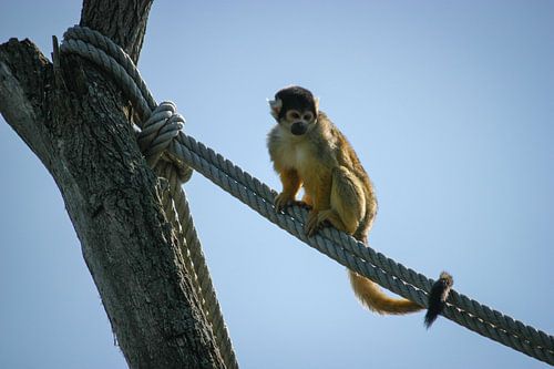 Bolivian squirrel monkey on a rope