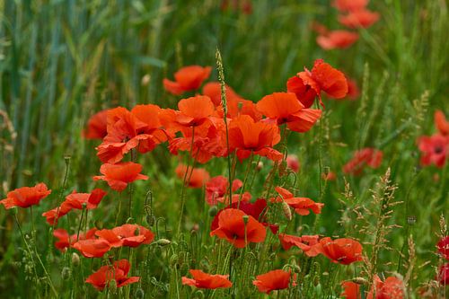 Papaver veld