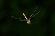 Libelle / Dragonfly par Henk de Boer Aperçu