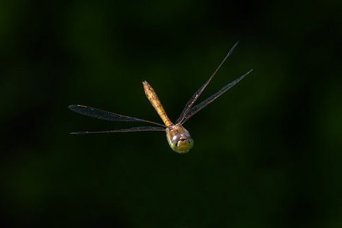 Libelle / Dragonfly