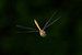 Libelle / Dragonfly van Henk de Boer