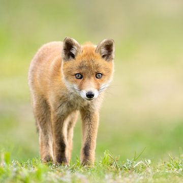 young fox in the grass by bryan van willigen