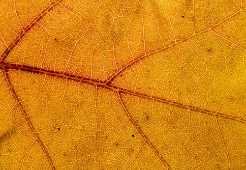 Detail eines Herbstblattes