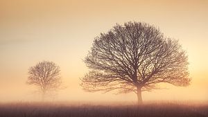 Bäume im Nebel auf Moorland