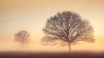 Bomen in de mist op heideveld