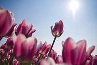 Tulip in the sun