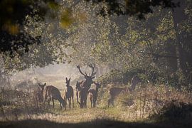 Red deer Bronze by Maurice van de Waarsenburg