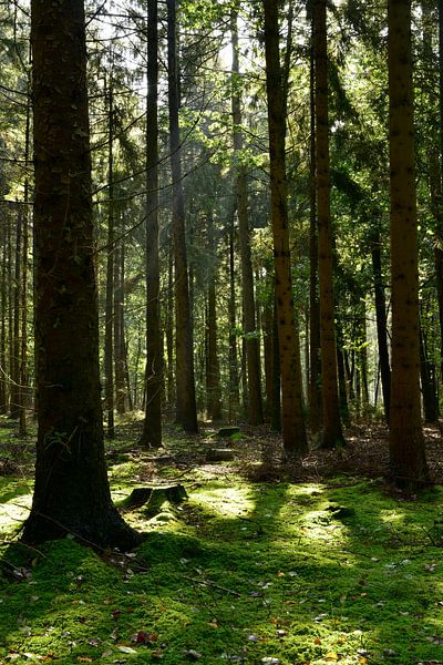 forest by Günter Albers