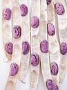 Haricots violets dans leurs cosses par BeeldigBeeld Food & Lifestyle Aperçu