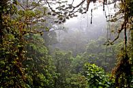 Dschungel, Costa Rica Nebelwald von Color Square Miniaturansicht
