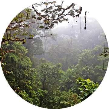 Jungle, Costa Rica nevelwoud van Color Square