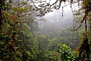 Jungle, forêt nuageuse du Costa Rica sur Color Square