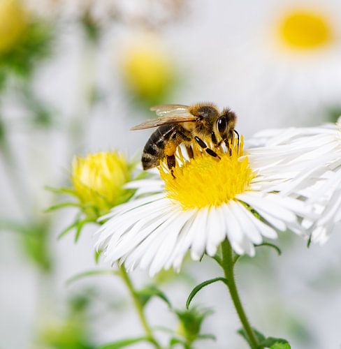 Bij op een Aster bloem