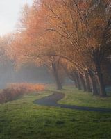 Het pad langs de bomen