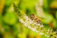 Vlieg op munt-plant
