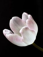 Tulp 5