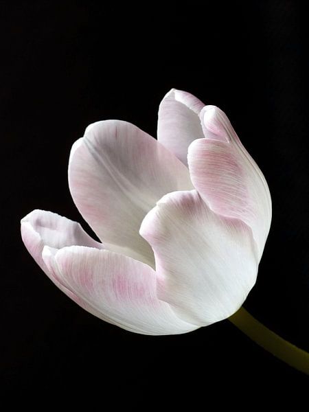 Tulp 5 by Jonathan Kremer