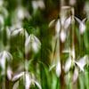 Schneeglöckchen (ICM-Fotografie) von Ursula Di Chito