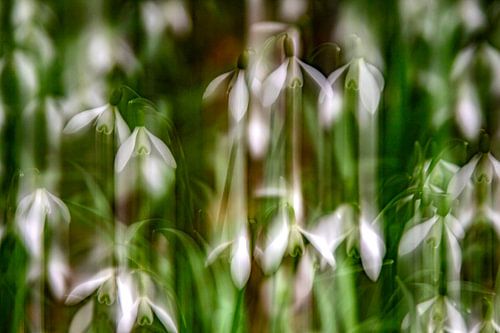 Schneeglöckchen (ICM-Fotografie)