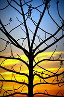 Zonsondergang met silhouet van een boom.